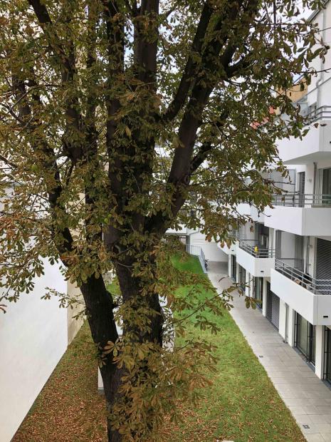 view into the greenery